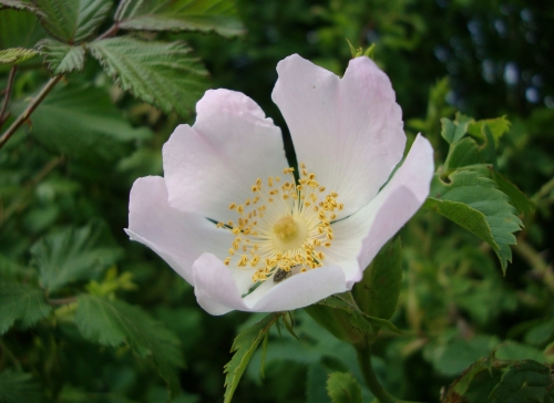 Eglantier 2026 04 25 fleur.JPG