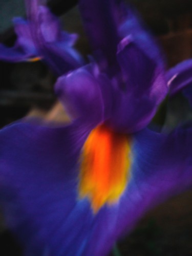 Iris bleu de Hollande.JPG