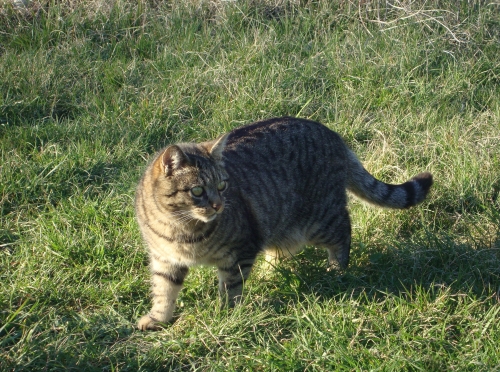 2026 03 1 Pepper (2).JPG