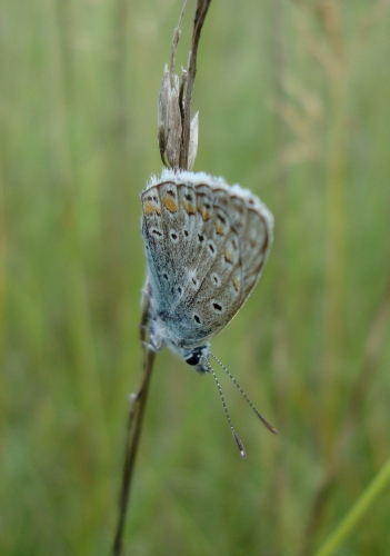 Azuré commun Polyommatus icarus.JPG