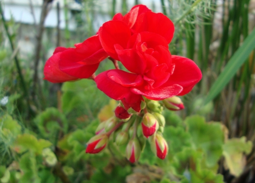 DSC09198.JPG