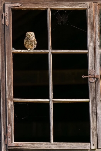 Didier Bodot  chevèche d'Athéna_n.jpg