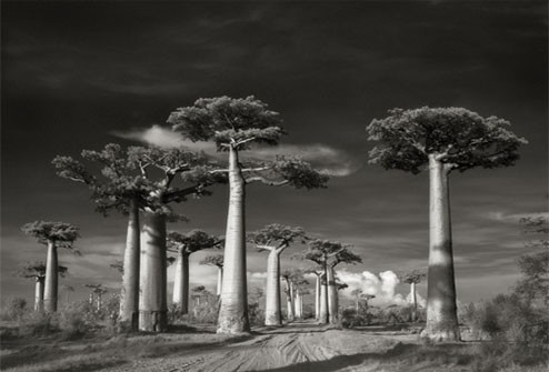 beth_Moon_Avenue of the Baobabs.jpg