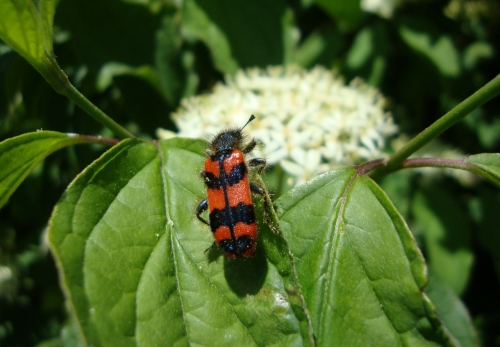 clairon des abeilles.JPG