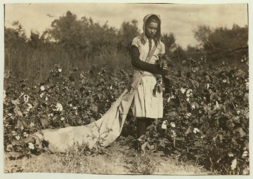 Lewis W. Hine No Known Restrictions Picking Cotton 1916.jpg
