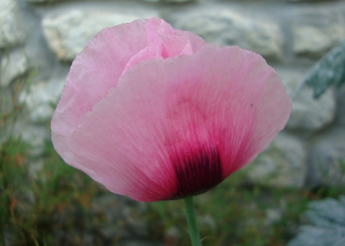 pavot (1).JPG