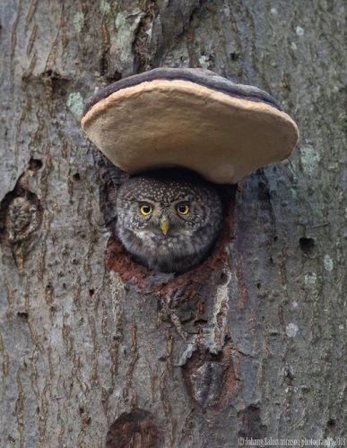 Johnny Solomnonnson Chevêchette d'Europe_n.jpg