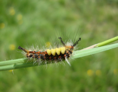 Chenille de Bombyx antique, aussi appelé Étoilée,Orgyia antiqua (2).JPG