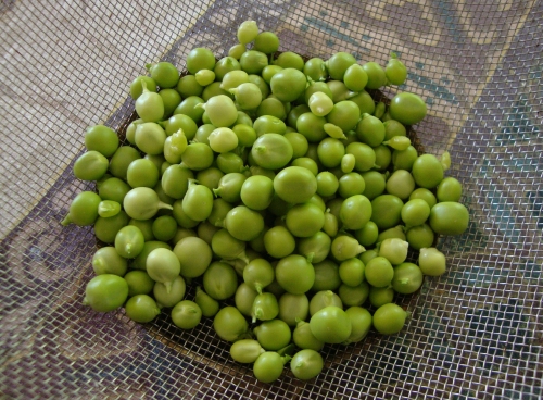 2026 06 1 Petit pois plein le panier.JPG