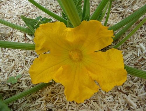 2026 06 2 première fleur de courgette.JPG