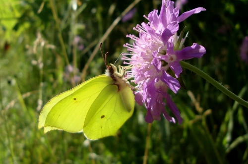 Citron Gonepteryx rhamni 2026 05 31 (1).JPG