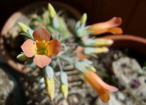 Plante chandelier Kalanchoe delagoensis   2026 02 26.JPG